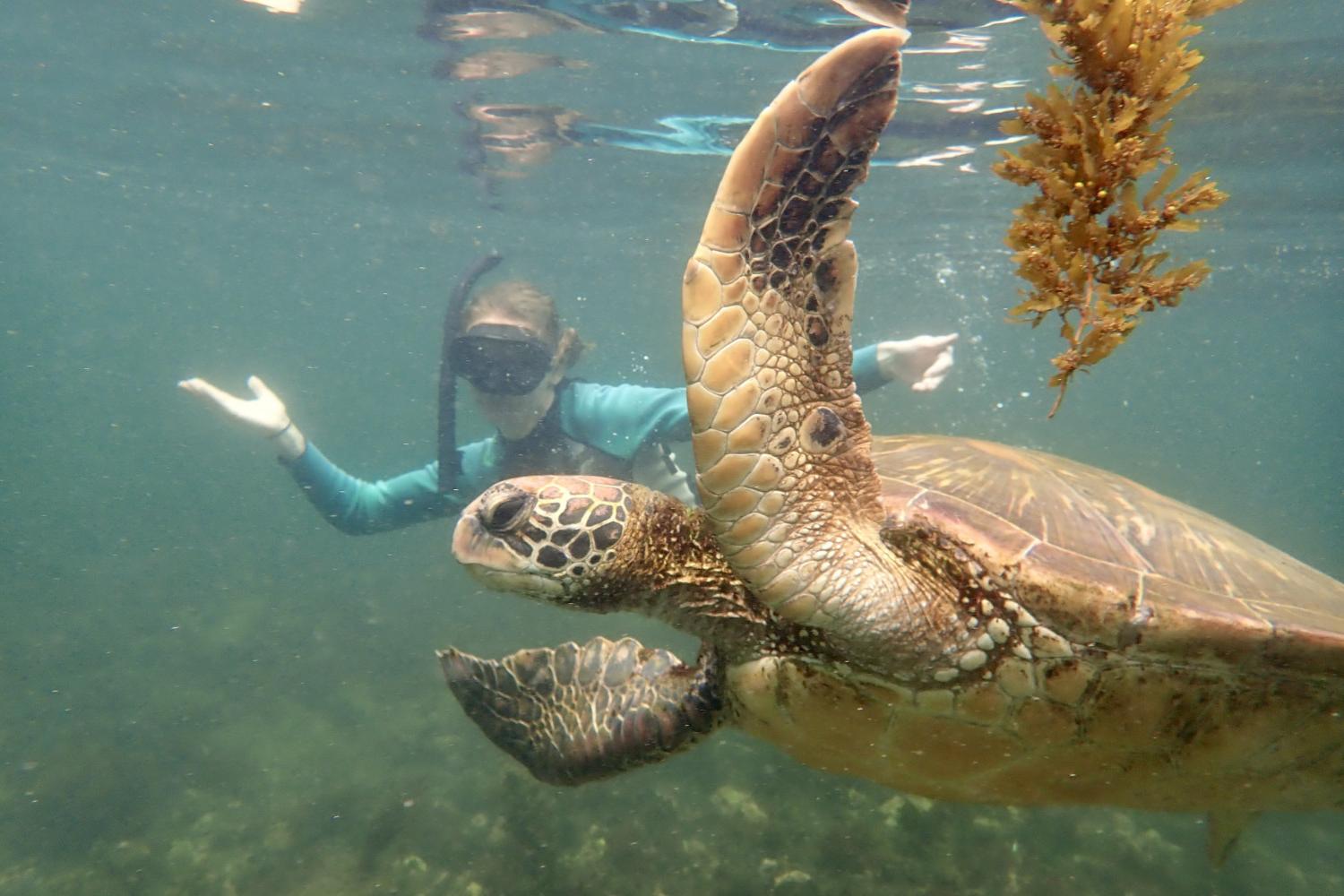一名<a href='http://velo.ngskmc-eis.net'>全球十大赌钱排行app</a>学生在Galápagos群岛游学途中与一只巨龟游泳.